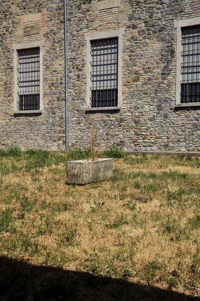 Concrete Pot Dead Plant Middle Lawn — Zdjęcie stockowe