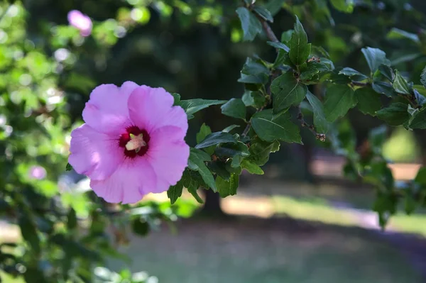 Pink Purple Hibiscus Branch Seen Close — Fotografia de Stock