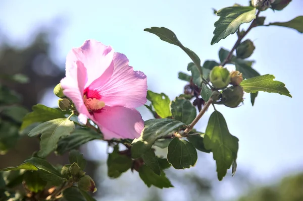 Pink Purple Hibiscus Branch Seen Close — Stock Fotó