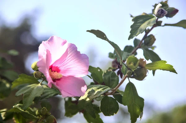 Pink Purple Hibiscus Branch Seen Close — Fotografia de Stock