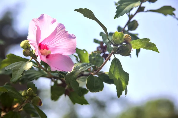 Pink Purple Hibiscus Branch Seen Close — ストック写真