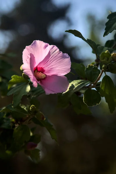 Pink Purple Hibiscus Branch Seen Close — ストック写真