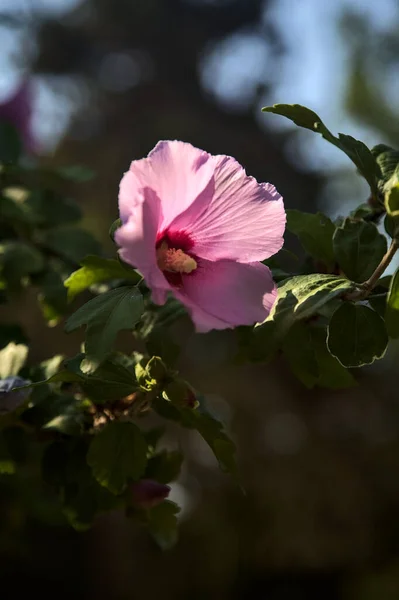 Pink Purple Hibiscus Branch Seen Close —  Fotos de Stock