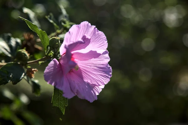 Pink Purple Hibiscus Branch Seen Close — Photo