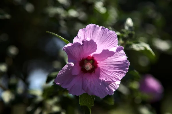 Pink Purple Hibiscus Branch Seen Close — Fotografia de Stock