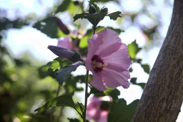 Pink Purple Hibiscus Branch Seen Close — Photo