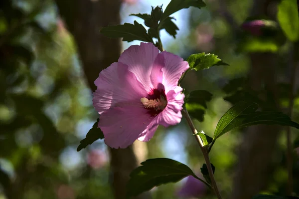 Pink Purple Hibiscus Branch Seen Close — Photo