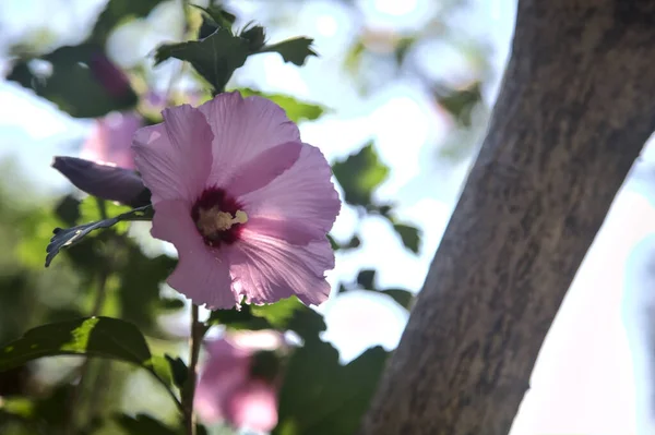 Pink Purple Hibiscus Branch Seen Close — ストック写真