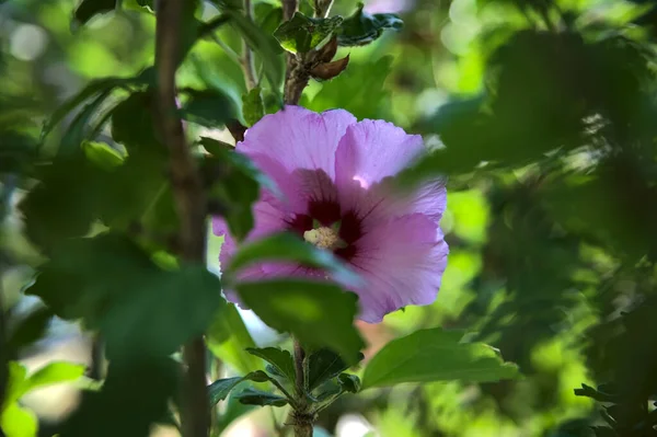 Pink Purple Hibiscus Branch Seen Close — 스톡 사진