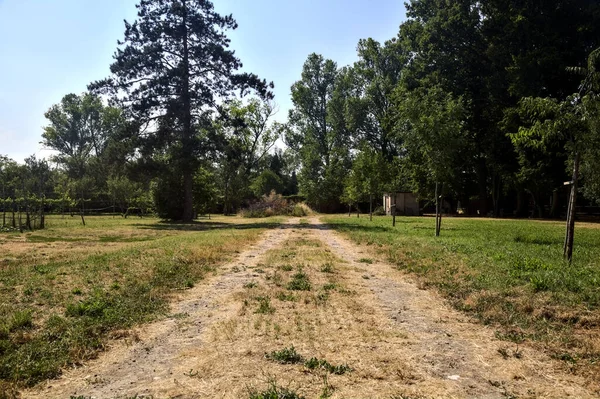 Dirt Path Trees Park — Foto Stock