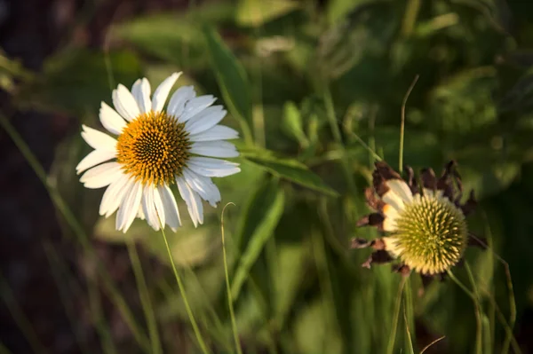 White echinacea among withered flowers in a flowerbed at sunset