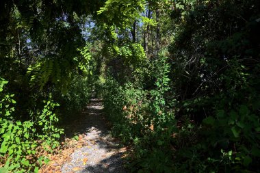 Path partially in the shade in a park on a sunny day in the countryside