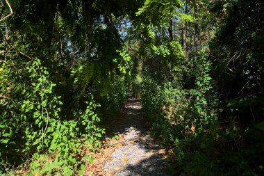 Path partially in the shade in a park on a sunny day in the countryside