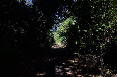Shady path in a grove with trees arching on it