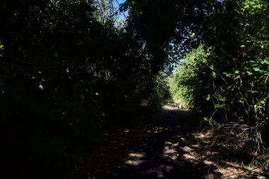 Shady path in a grove with trees arching on it