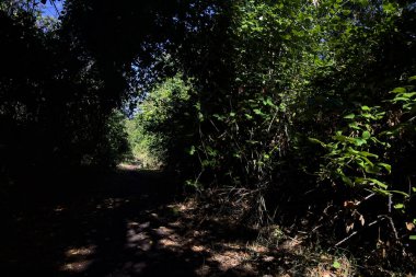Shady path in a grove with trees arching on it