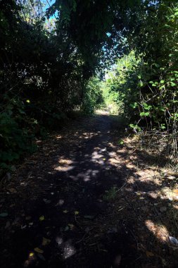 Shady path in a grove with trees arching on it