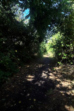 Shady path in a grove with trees arching on it