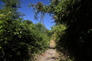 Path partially in the shade in a park on a sunny day in the countryside