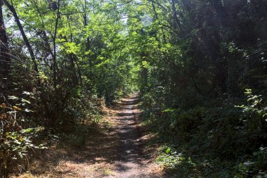 Shady path with trees arching on it in a grove on a sunny day