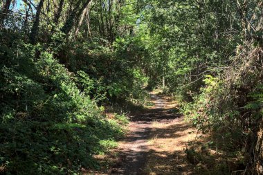 Shady path with trees arching on it in a grove on a sunny day