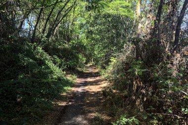 Shady path with trees arching on it in a grove on a sunny day