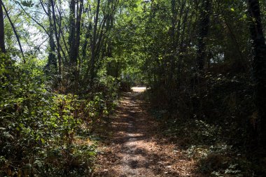 Path partially in the shade in a park on a sunny day in the countryside