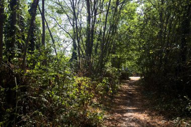 Path partially in the shade in a park on a sunny day in the countryside