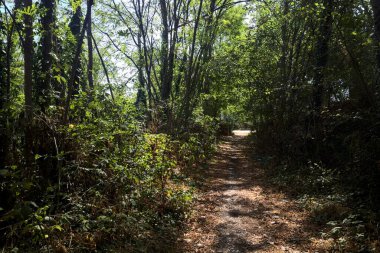 Path partially in the shade in a park on a sunny day in the countryside