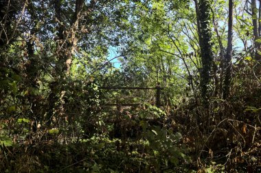Bar covered by ivy in a grove