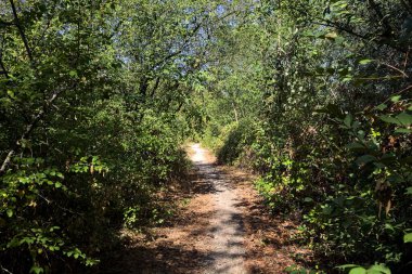 Path partially in the shade in a park on a sunny day in the countryside