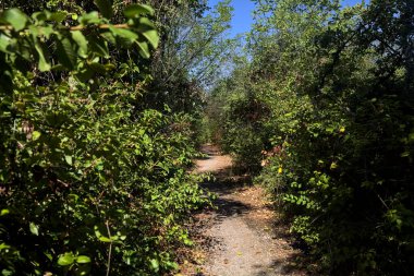 Dirt path bordered by and with trees arching on it on a summer day in the countryside