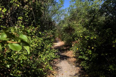 Dirt path bordered by and with trees arching on it on a summer day in the countryside