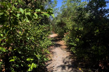 Dirt path bordered by and with trees arching on it on a summer day in the countryside