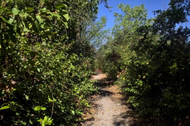 Dirt path bordered by and with trees arching on it on a summer day in the countryside