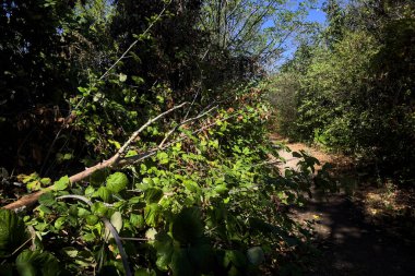 Path partially in the shade in a park on a sunny day in the countryside
