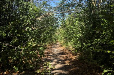 Path partially in the shade in a park on a sunny day in the countryside