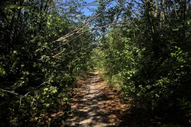 Path partially in the shade in a park on a sunny day in the countryside