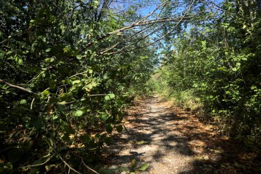 Dirt path bordered by and with trees arching on it on a summer day in the countryside