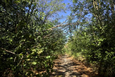 Dirt path bordered by and with trees arching on it on a summer day in the countryside