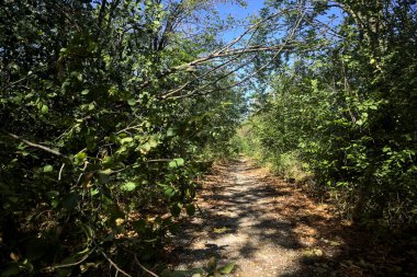Dirt path bordered by and with trees arching on it on a summer day in the countryside
