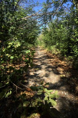 Dirt path bordered by and with trees arching on it on a summer day in the countryside