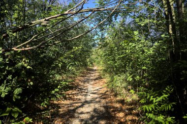 Dirt path bordered by and with trees arching on it on a summer day in the countryside