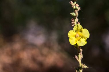 Mullein on its stem seen up close