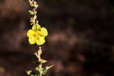 Mullein on its stem seen up close