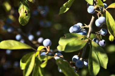 Blueberries on a branch on a sunny day seen up close