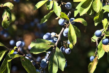 Blueberries on a branch on a sunny day seen up close