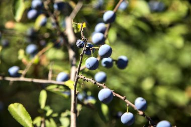Blueberries on a branch on a sunny day seen up close