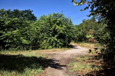 Fork in a path that leads to a a gate on a summer day