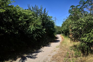Path in a park that leads to a road on a summer day